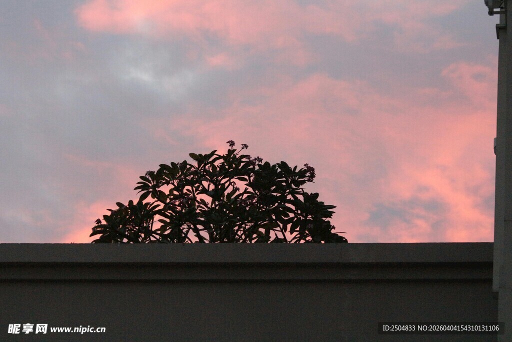 粉霞下的树梢美景