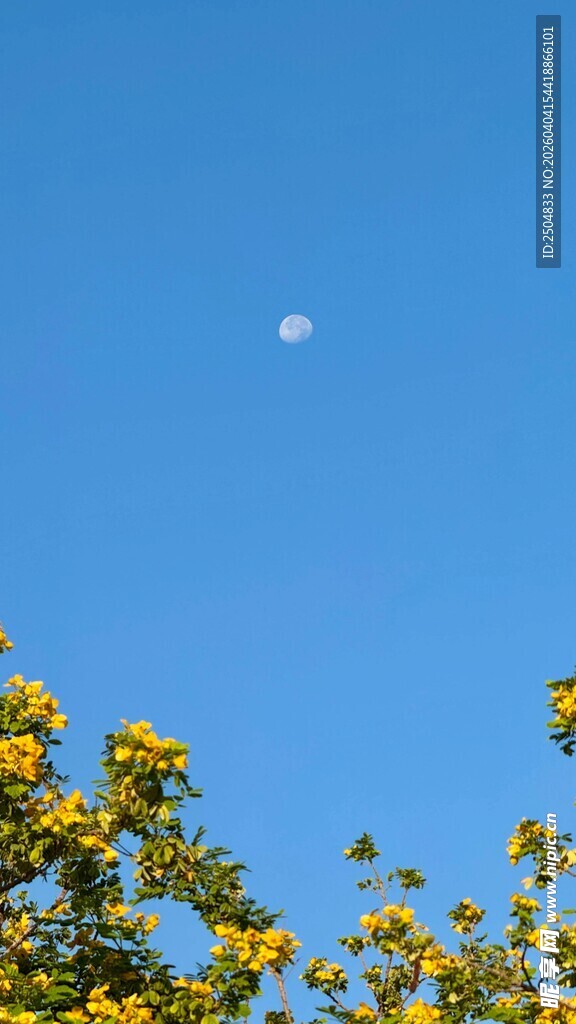 蓝天繁花间的朦胧月亮