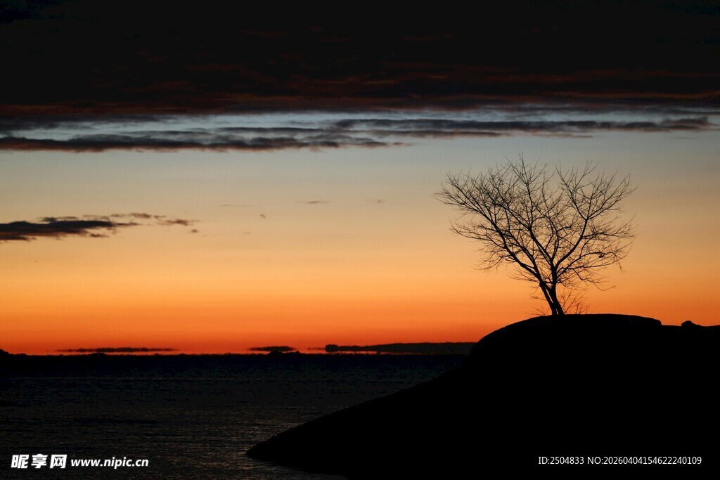 夕阳下孤树的静谧景致