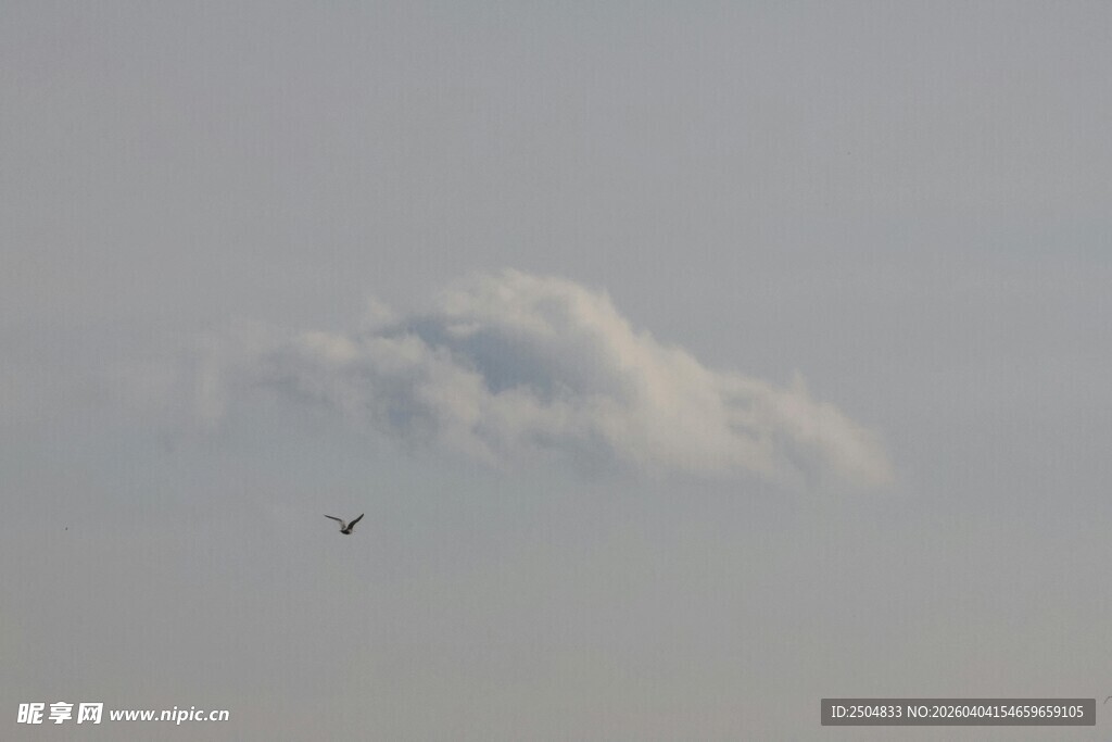 天空中飞翔的鸟与云朵