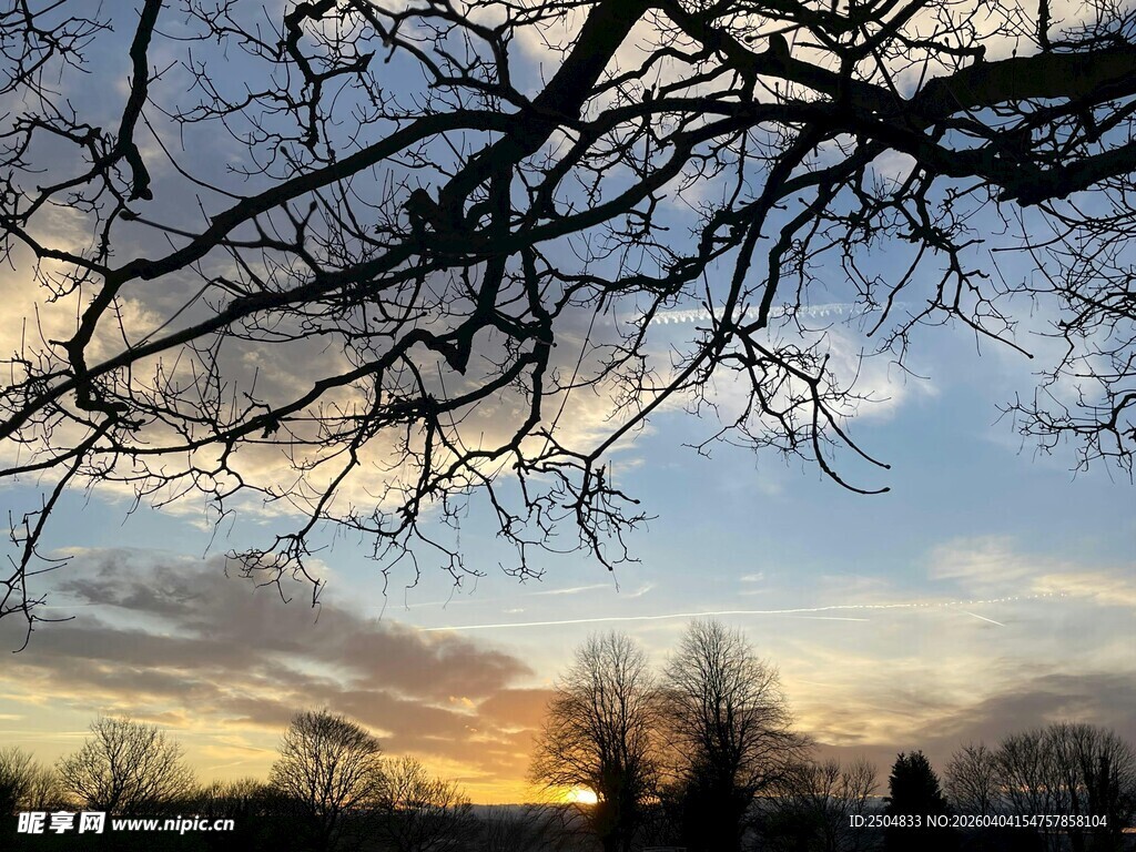 夕阳下的光秃树枝美景