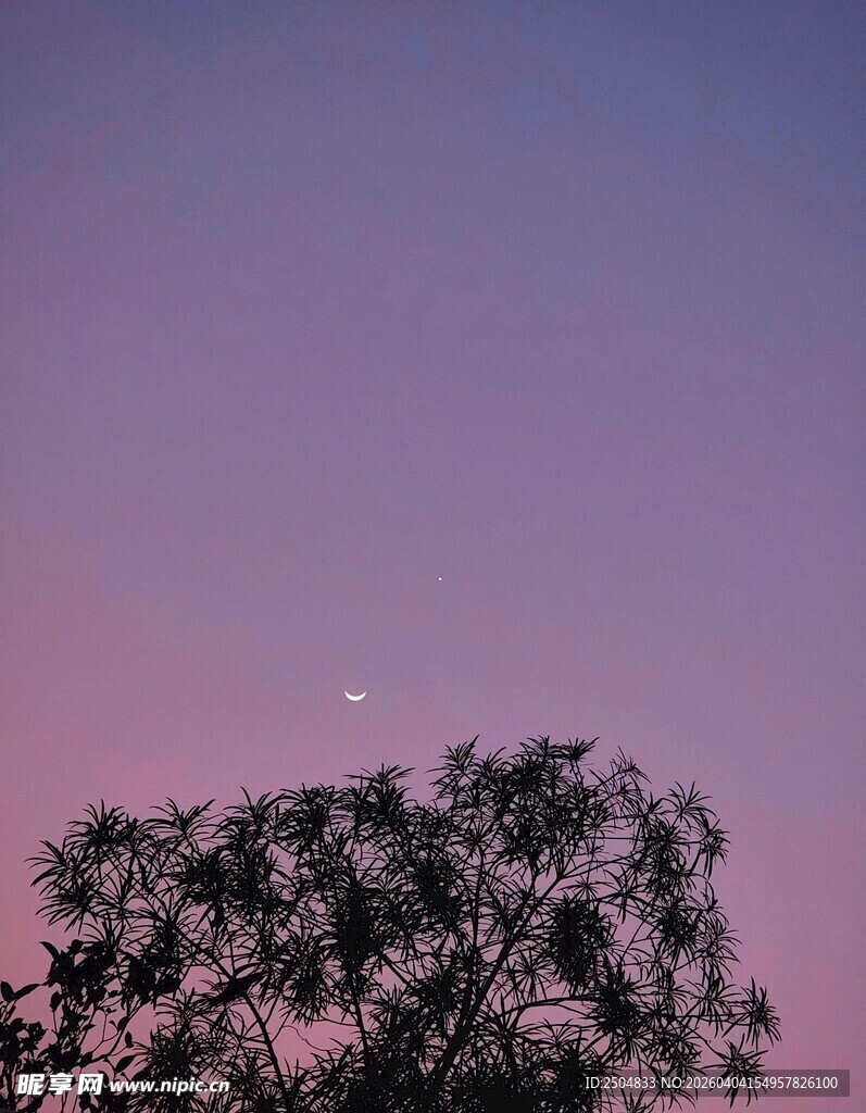 黄昏树梢上的静谧天空