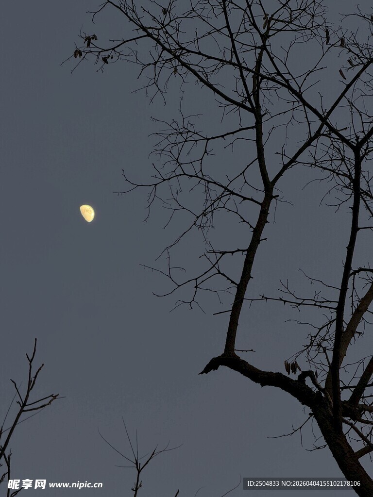 月夜树枝剪影