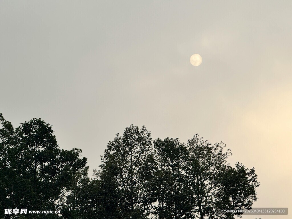 夕阳下的树梢剪影