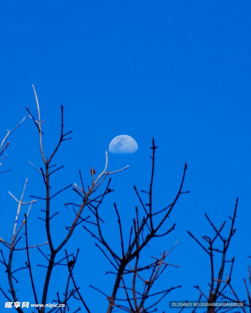 蓝天下树枝间的朦胧月亮