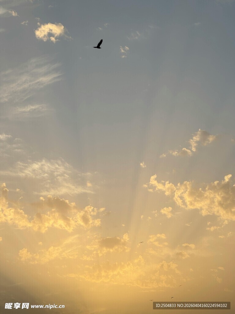 夕阳下飞鸟翱翔于天际