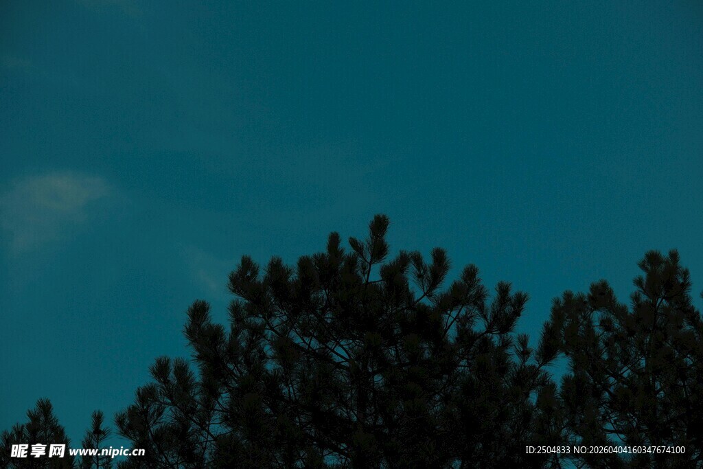 夜幕下的松林树梢