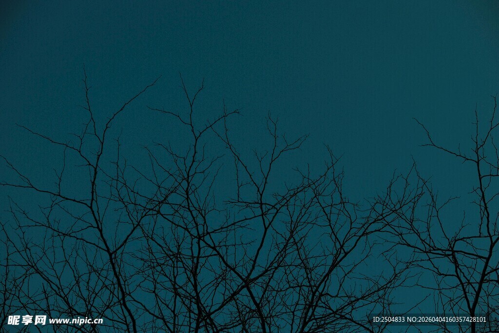 夜幕下的枯树枝