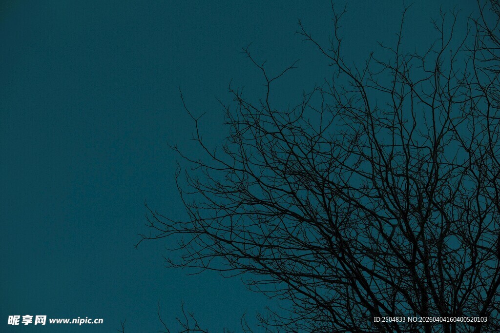 暗夜枯树剪影