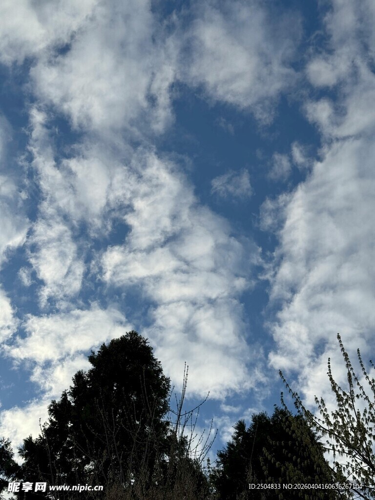 蓝天之下的树木与云朵