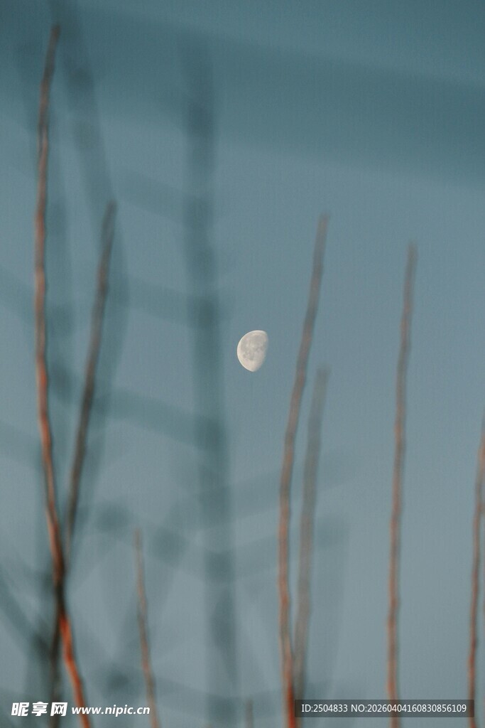 月下芦苇 静谧自然之景
