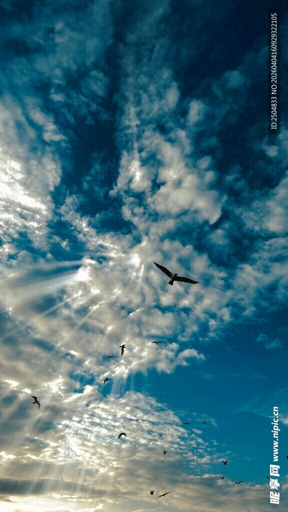 蓝天飞鸟 梦幻天空景致