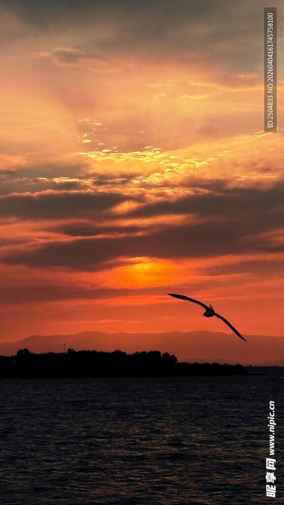 夕阳下飞鸟翱翔于海面