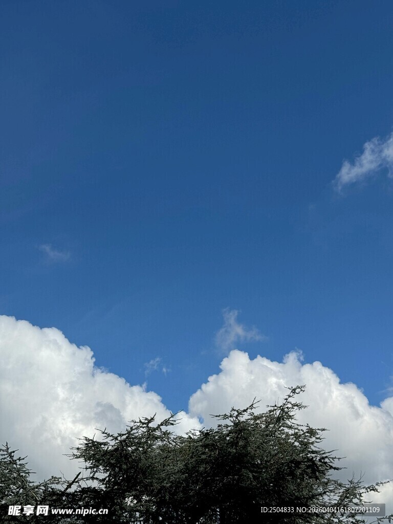 蓝天之下的繁茂绿树