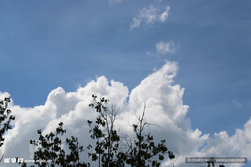 蓝天之下茂密树冠与白云
