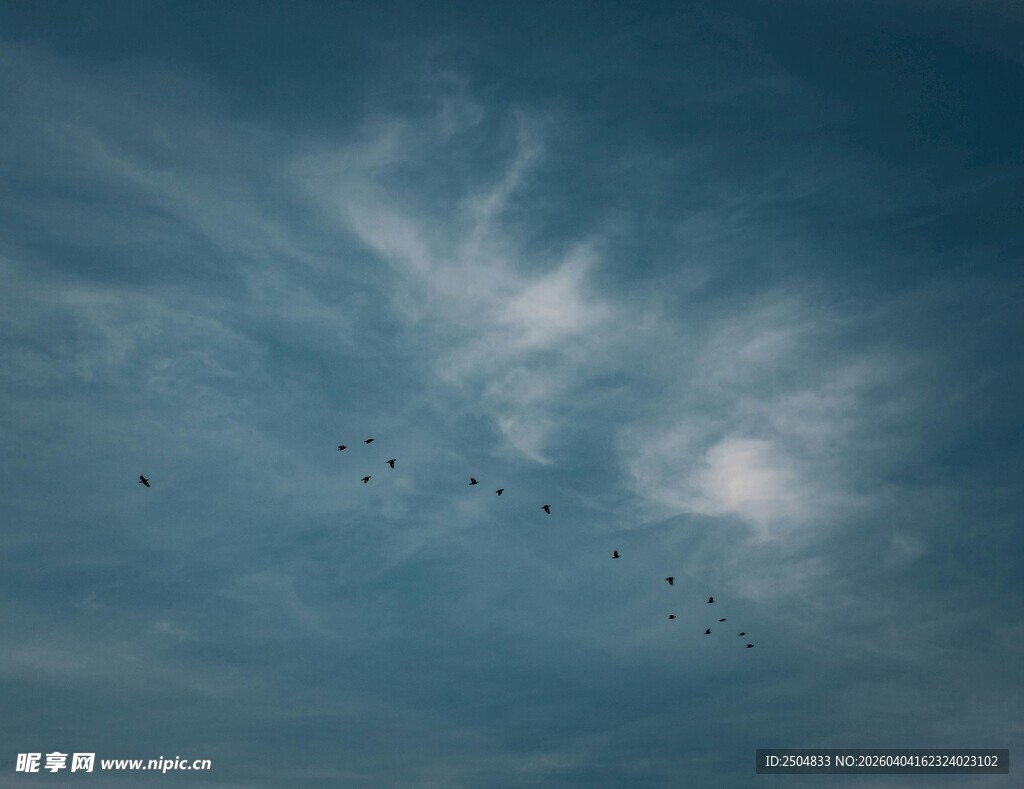 蓝天飞鸟 自然灵动之景