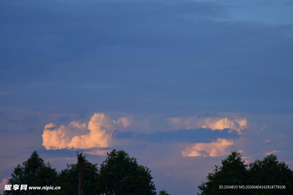 黄昏树梢上的绚烂云彩