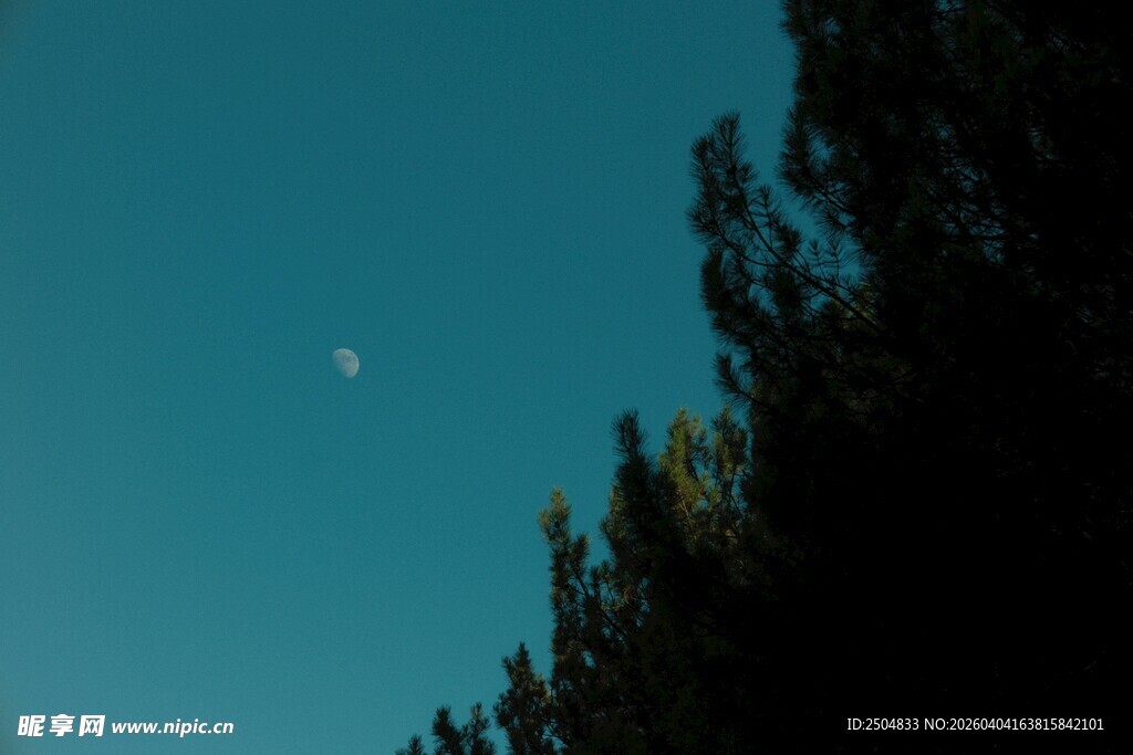 夜空下的树木与朦胧月亮