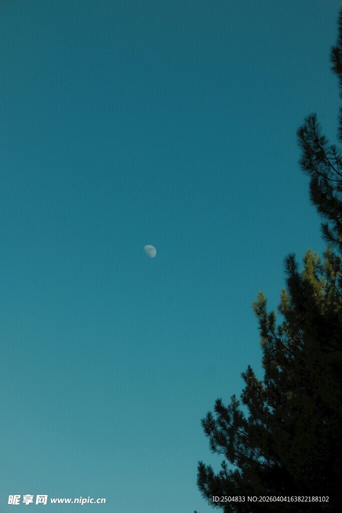 蓝天树梢间的弯弯月牙