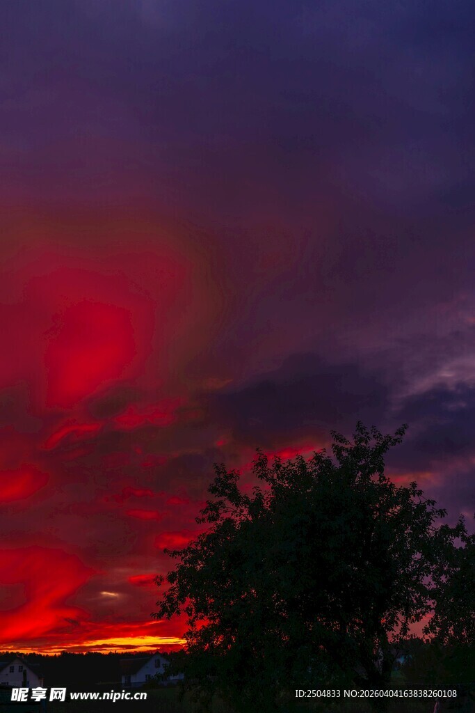 绚丽晚霞下的树木剪影