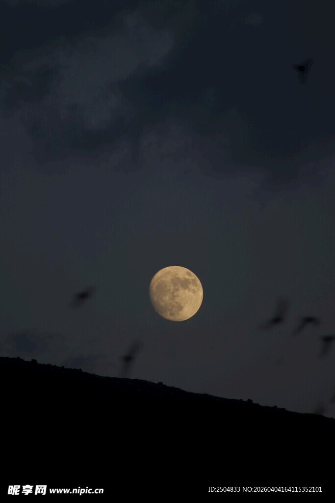 夜空下的明月与飞鸟
