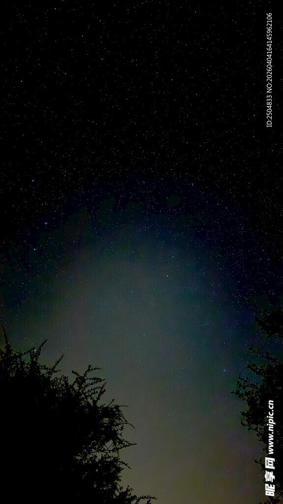 夜幕下的树木剪影