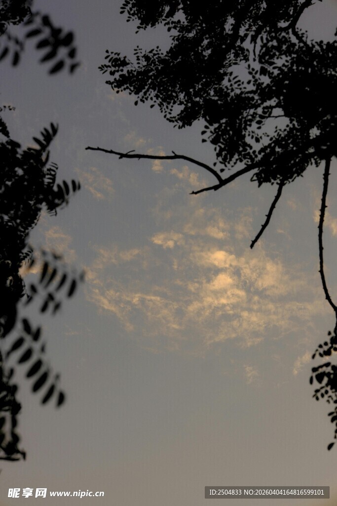 黄昏树梢间的梦幻天色