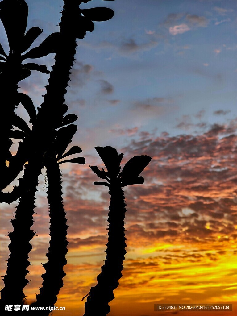 夕阳下的仙人掌剪影美景
