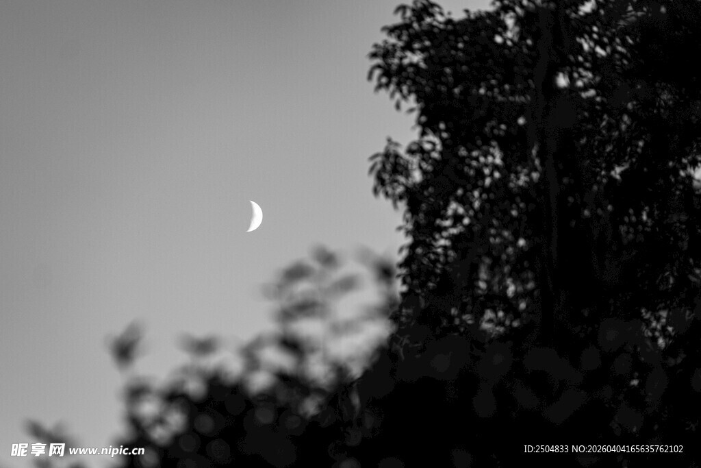 树梢间的弯弯新月