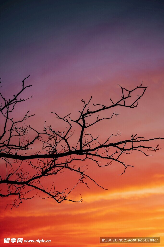 夕阳下的枯树枝