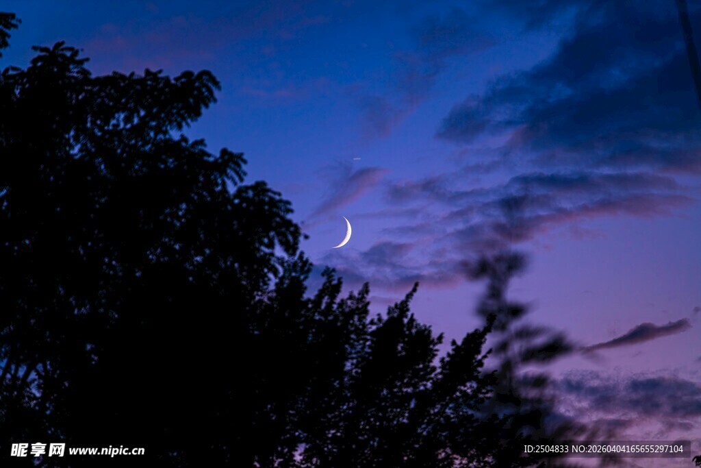 夜幕下的树木与梦幻天空