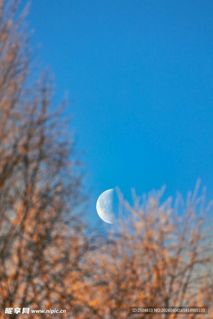 树梢间的弯月