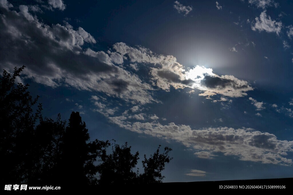 蓝天暖阳下的树木剪影