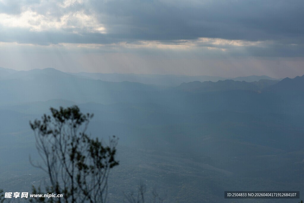 山间云雾中的稀疏树木