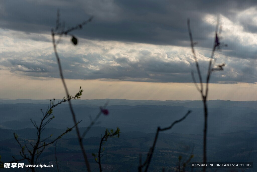 海边枯枝与 沉天空景象