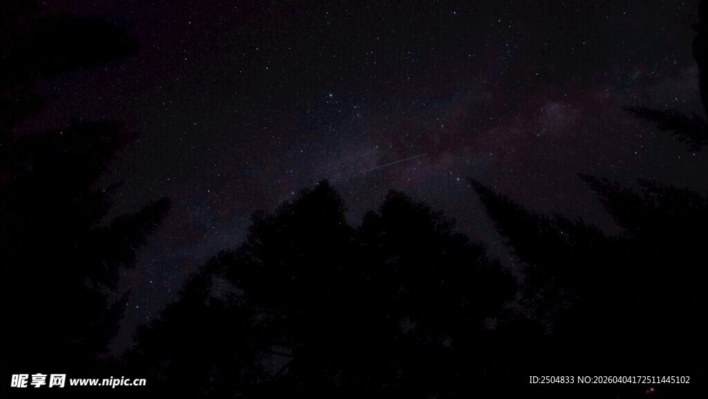 夜空下的植物剪影