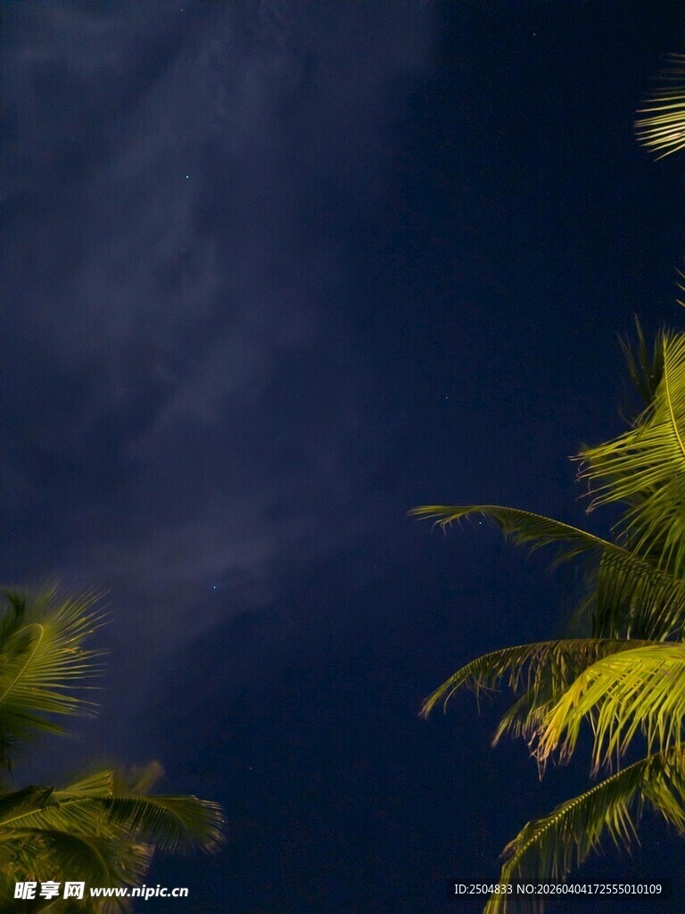 夜空下的翠绿棕榈树