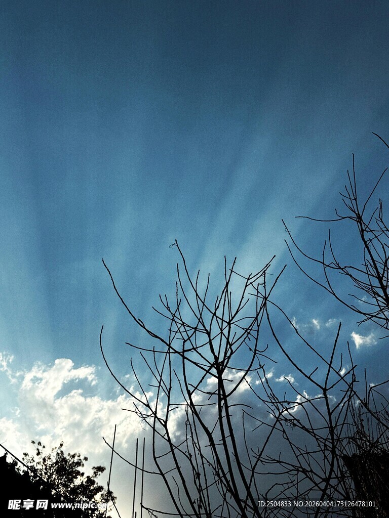 蓝天下的枯树与放射阳光