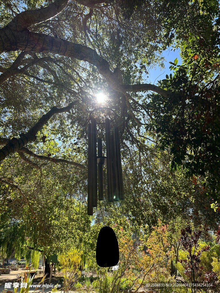 阳光洒落林间神秘树洞