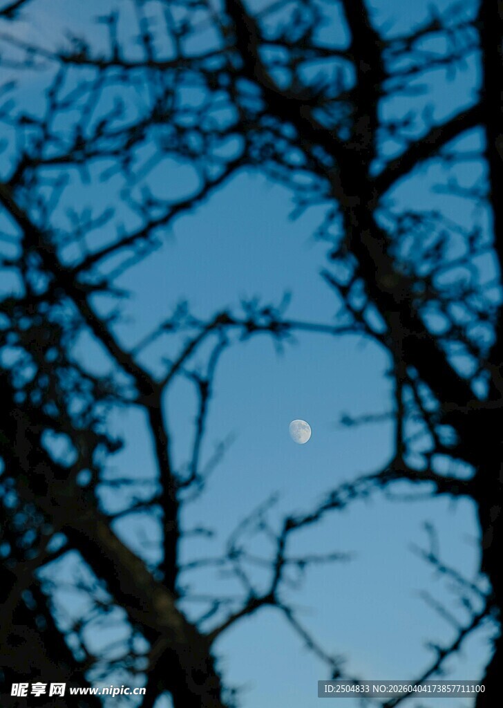 透过树枝望天空中的月亮