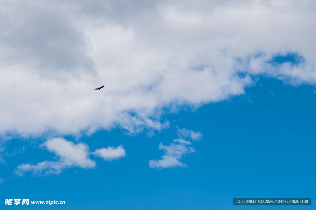 蓝天下飞鸟与白云