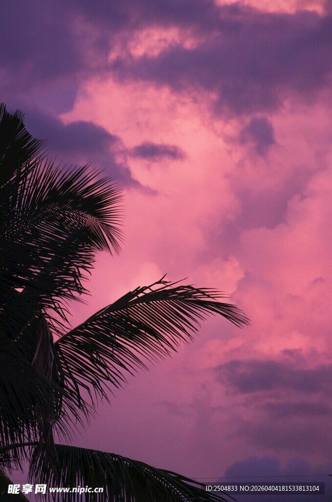 粉紫色天空下的棕榈树