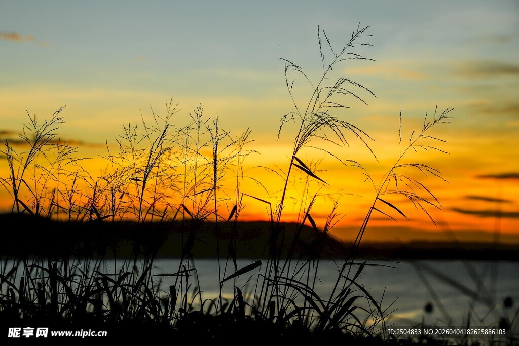 夕阳下的芦苇与波光海面