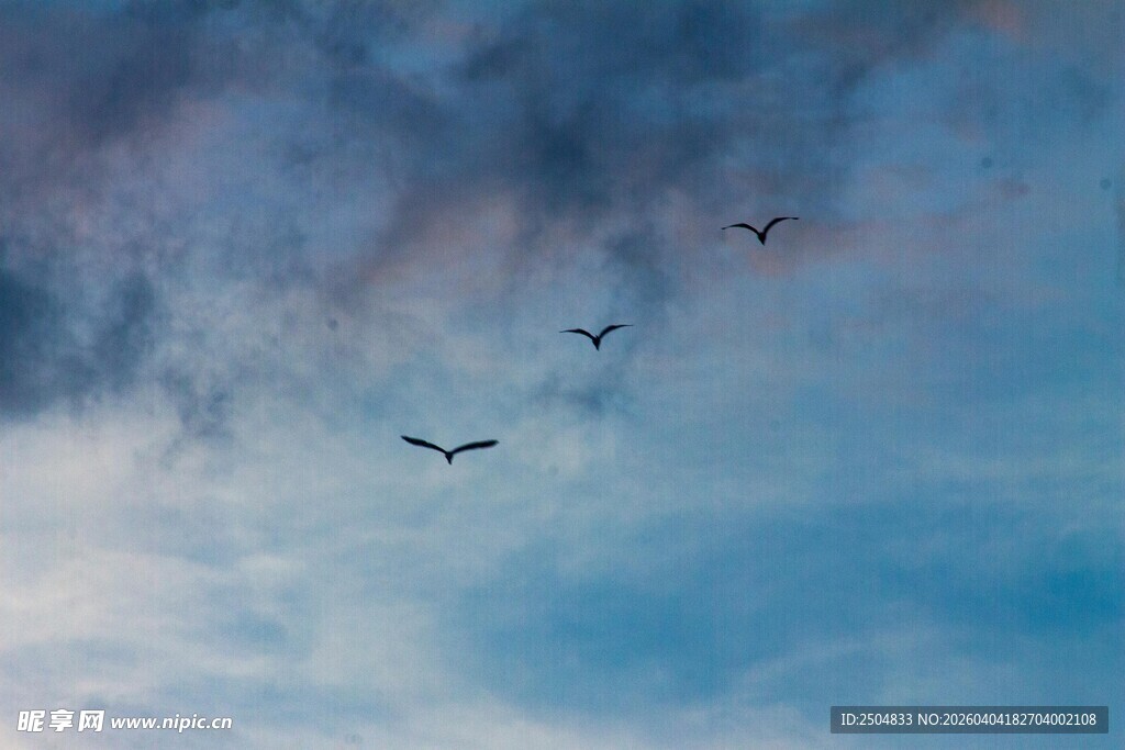 天空飞鸟 自然灵动之景