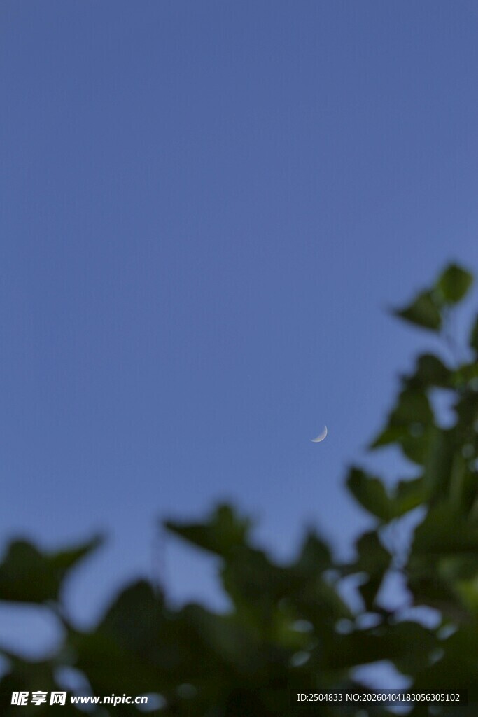 蓝天映衬下的翠绿枝叶