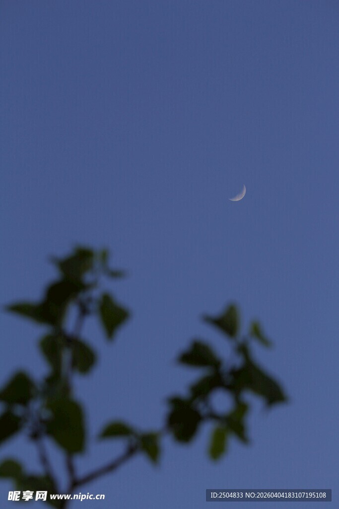 夜空下的枝叶与流星