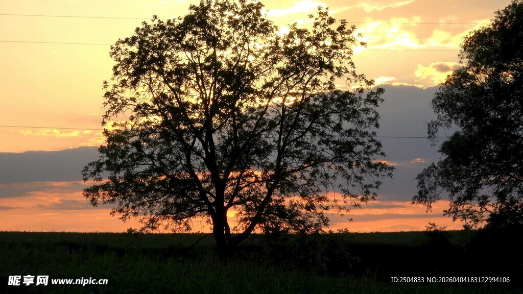 夕阳下的树木美景
