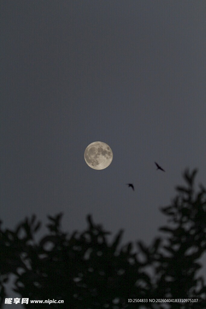 月夜飞鸟剪影