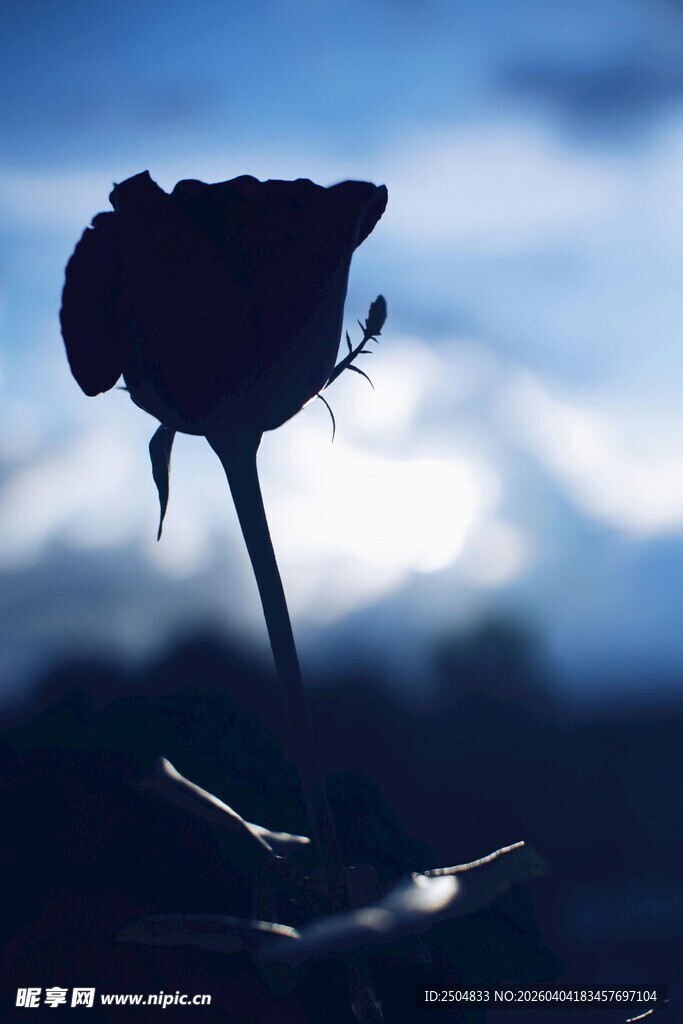 月下黑玫瑰剪影