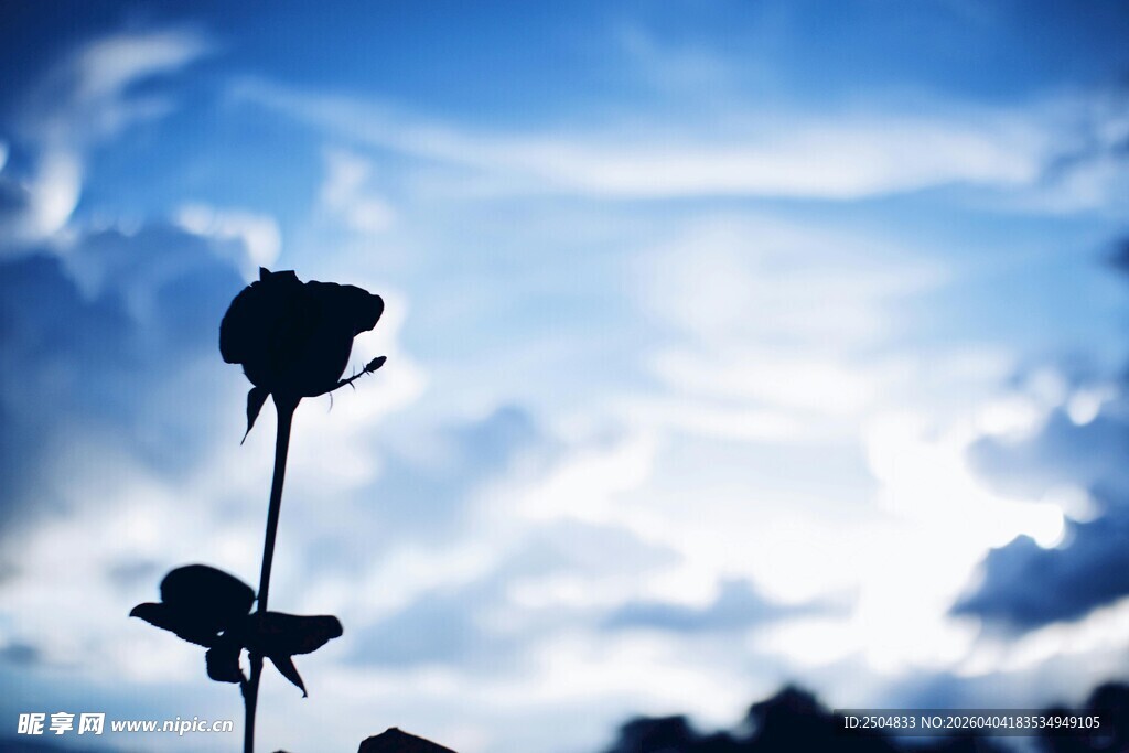 蓝天下的两朵玫瑰剪影